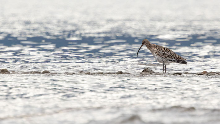 Brachvögel, momente-der-schoepfung.ch