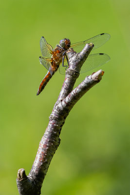 Spitzenfleck-Libellen Weibchen, momente-der-schoepfung.ch