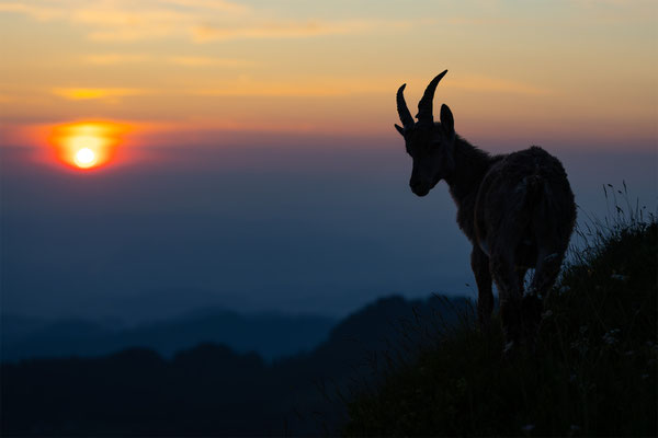 Alpensteinbock, momente-der-schoepfung.ch