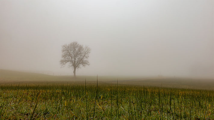 Baum im Nebel, momente-der-schoepfung.ch