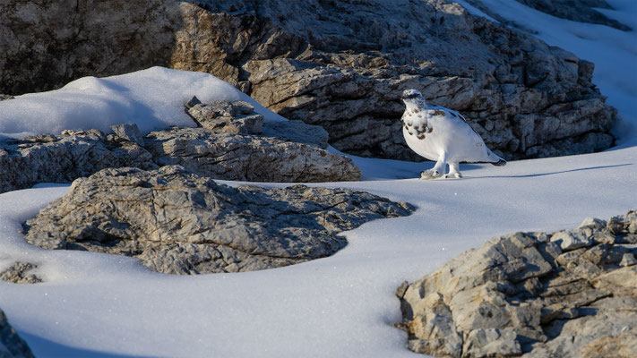 Alpenscheehuhn, momente-der-schoepfung.ch