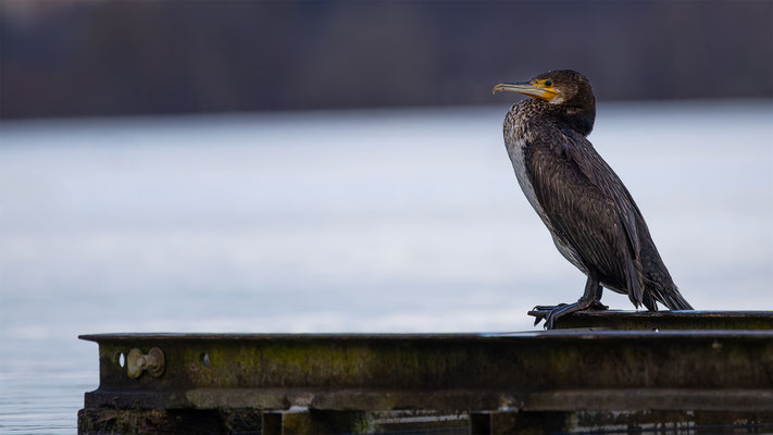 Kormoran, momente-der-schoepfung.ch
