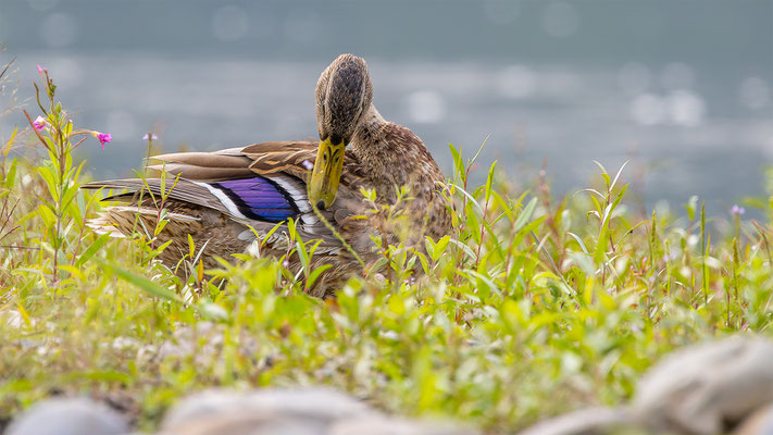 Stockente, momente-der-schoepfung.ch