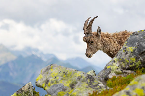 Alpensteinbock, momente-der-schoepfung.ch