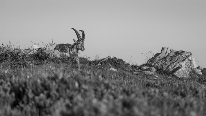 Alpensteinbock, momente-der-schoepfung.ch