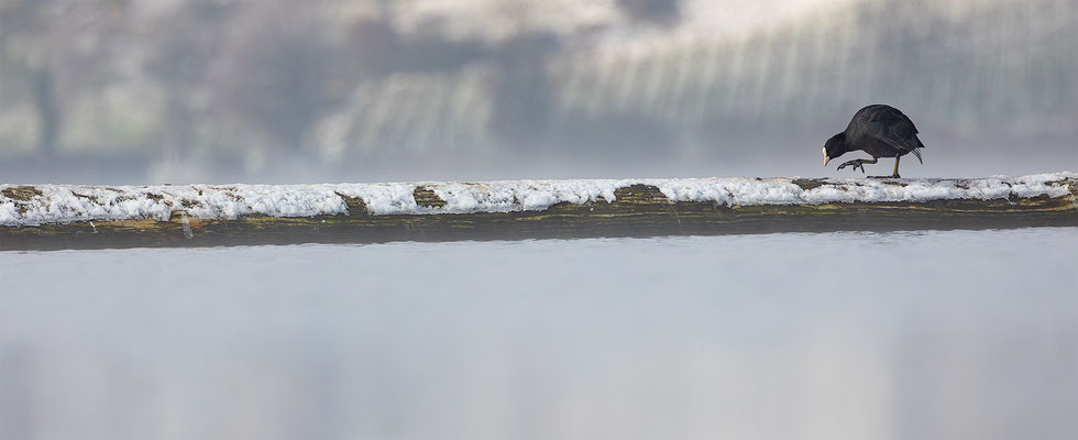 Blässhuhn, momente-der-schoefpung.ch