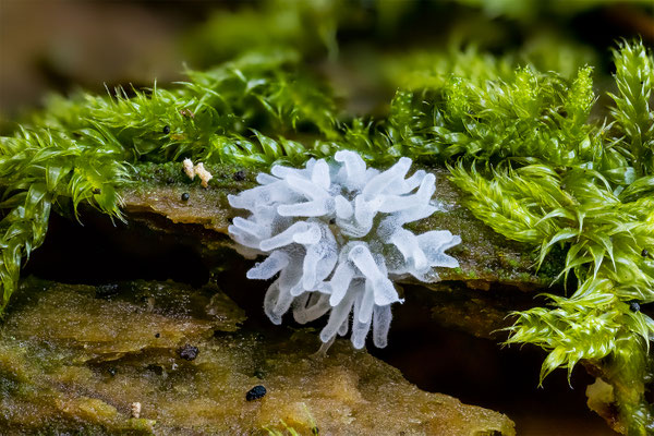 Myxomyceten Schleimpil mir unbekannt, ABM2.2:1, momente-der-schoepfung.ch