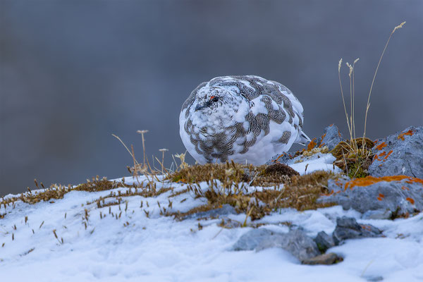 Alpenscheehuhn, momente-der-schoepfung.ch