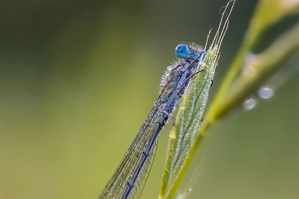 Blaue Federlibelle, momente-der-schoepfung.ch