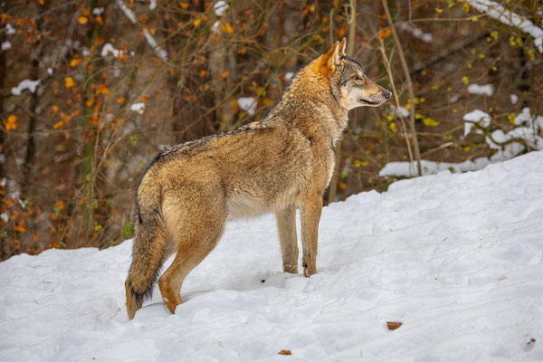 Wolf, momente-der-schoepfung.ch