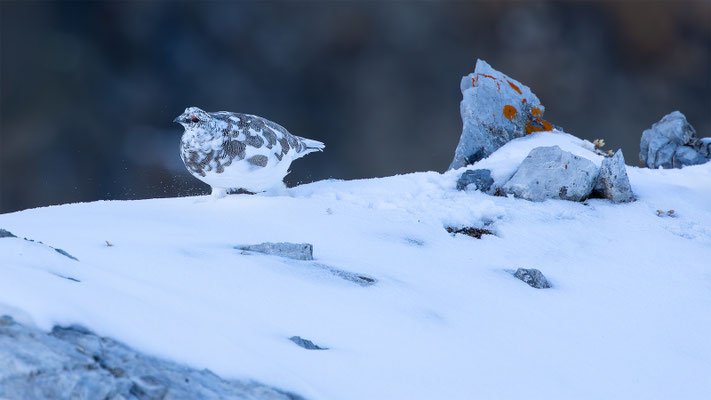 Alpenscheehuhn, momente-der-schoepfung.ch
