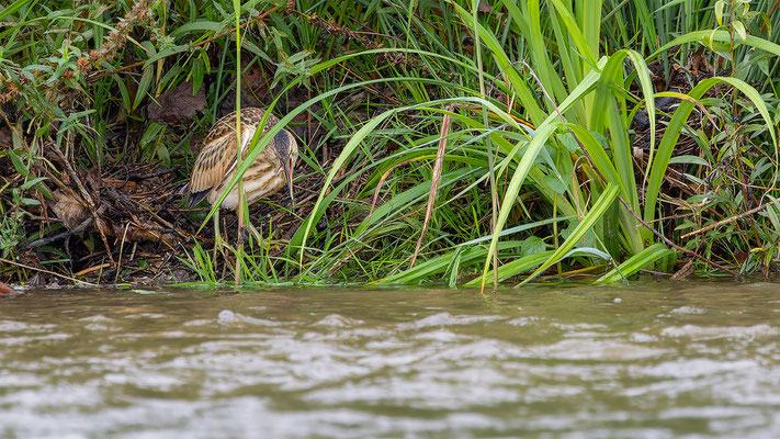 Zwergdommel, momente-der-schoepfung.ch