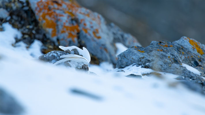 Alpenscheehuhn, momente-der-schoepfung.ch