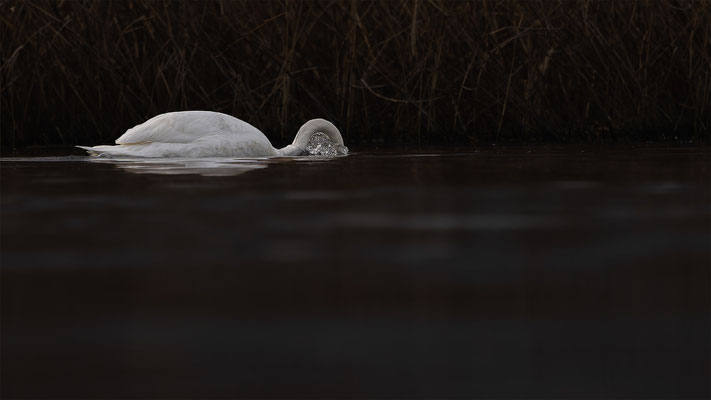 Höckerschwan, momente-der-schoepfung.ch