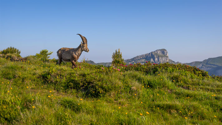 Alpensteinbock, momente-der-schoepfung.ch
