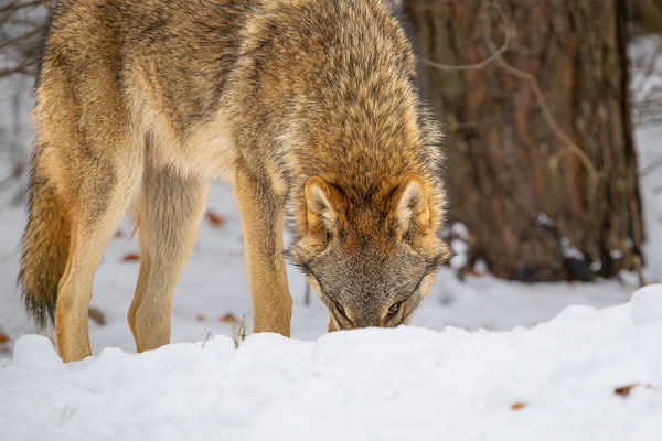 Wolf, momente-der-schoepfung.ch