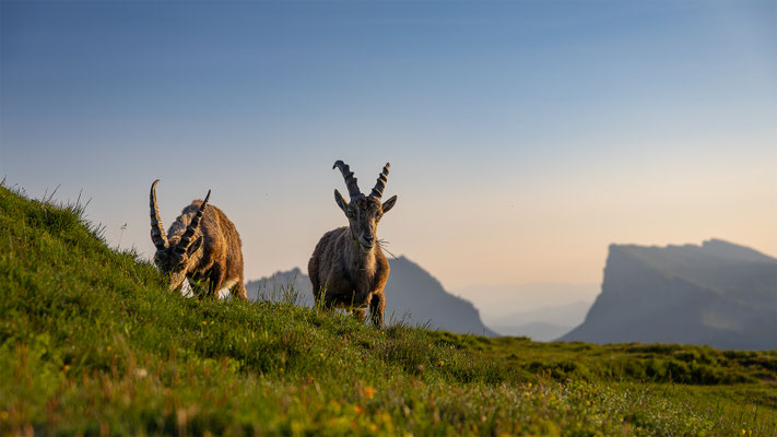 Alpensteinbock, momente-der-schoepfung.ch
