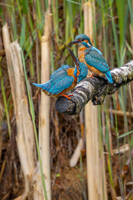 Eisvogel, momente-der-schoepfung.ch