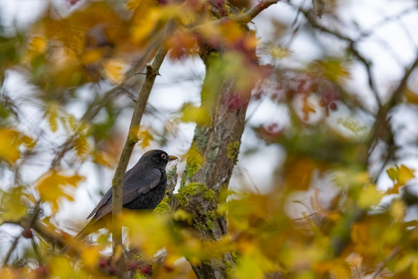 Amsel, momene-der-schoepfung.ch