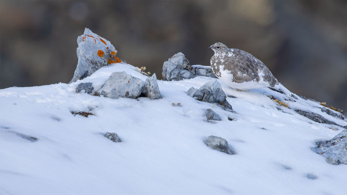 Alpenscheehuhn, momente-der-schoepfung.ch