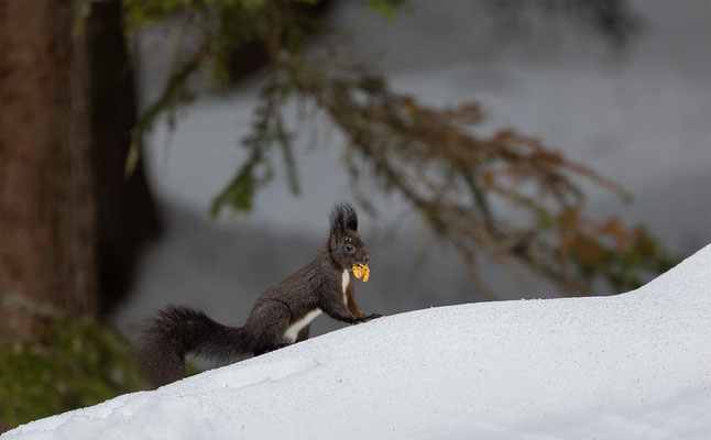 Eichhörnchen, momente-der-schoepfung.ch