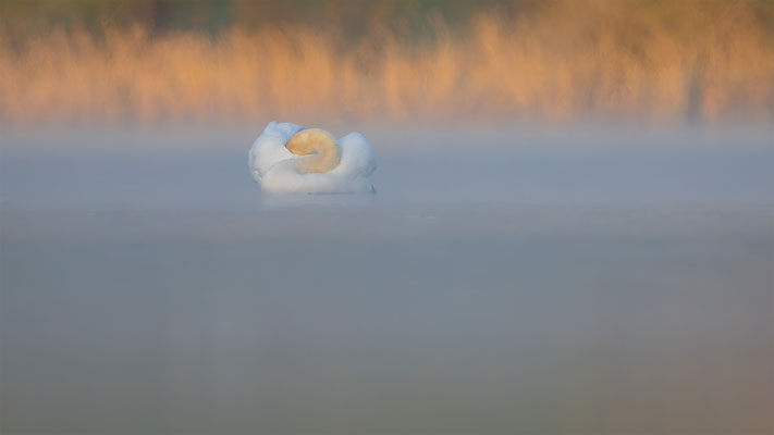 Höckerschwan, momente-der-schoepfung.ch