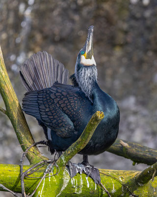 Kormoran, Tierpakt Arth Goldau, momente-der-schoepfung.ch