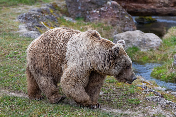 Syrischer Braunbär Tierpakt Arth Goldau, momente-der-schoepfung.ch