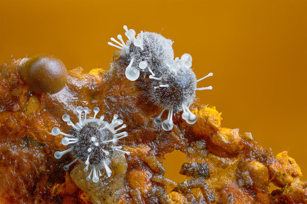 Myxomyceten Schleimpilz, ABM4.5:1, momente-der-schoepfung.ch