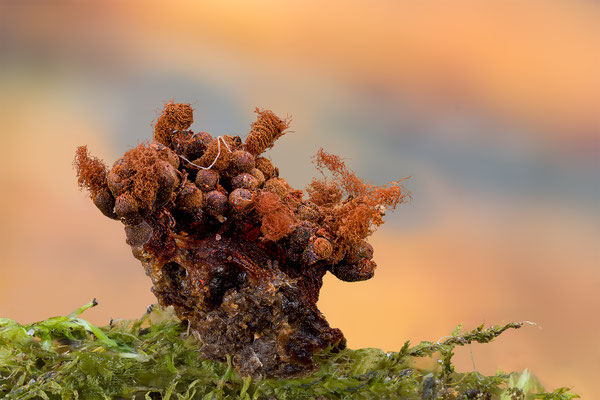 Myxomyceten Schleimpilz, Tricia verrucosa, ABM2:1, momente-der-schoepfung.ch