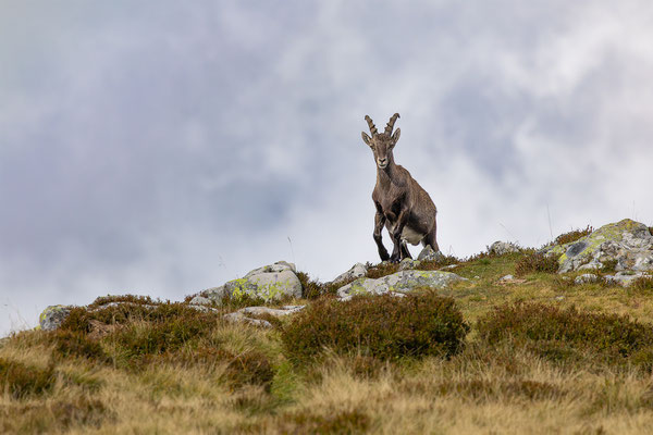 Alpensteinbock, momente-der-schoepfung.ch