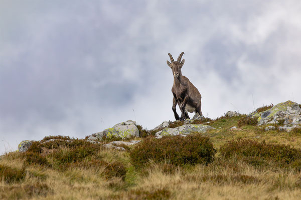 Alpensteinbock, momente-der-schoepfung.ch
