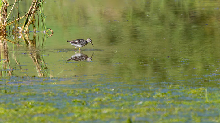 Bruchwasserläufer, momente-der-schoepfung.ch