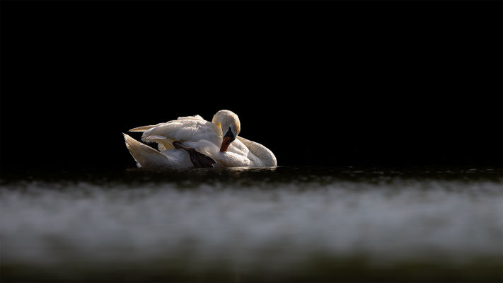 Höckerschwan, momente-der-schoepfung.ch