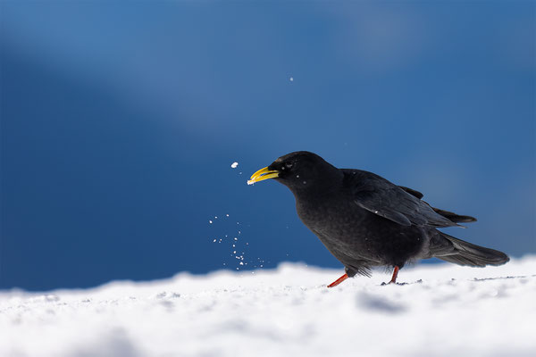 Alpendohle, momente-der-schoepfung.ch