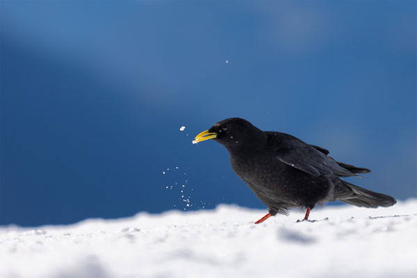 Alpendohle, momente-der-schoepfung.ch