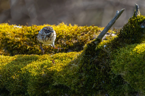 Rohrammer, momente-der-schoepfung.ch