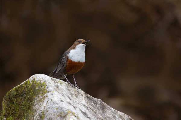 Wasseramsel, momente-der-schopfung.ch