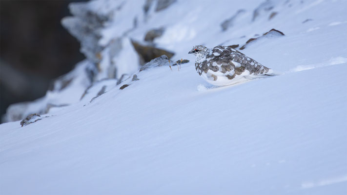 Alpenscheehuhn, momente-der-schoepfung.ch
