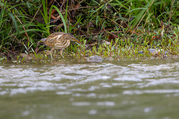 Zwergdommel, momente-der-schoepfung.ch