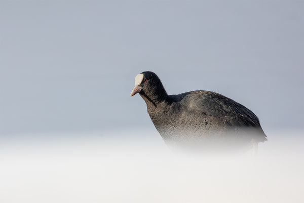 Blässhuhn, momente-der-schoefpung.ch