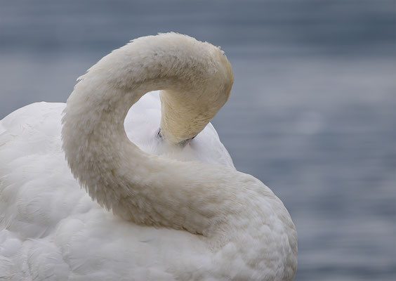 Höckerschwan, momente-der-schoepfung.ch