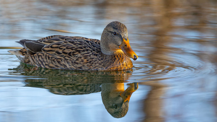 Stockente, momente-der-schoepfung.ch