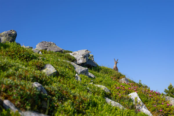 Alpensteinbock, momente-der-schoepfung.ch