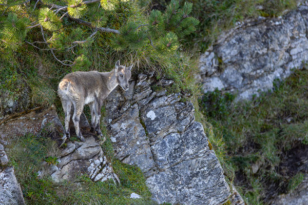 Alpensteinbock, momente-der-schoepfung.ch