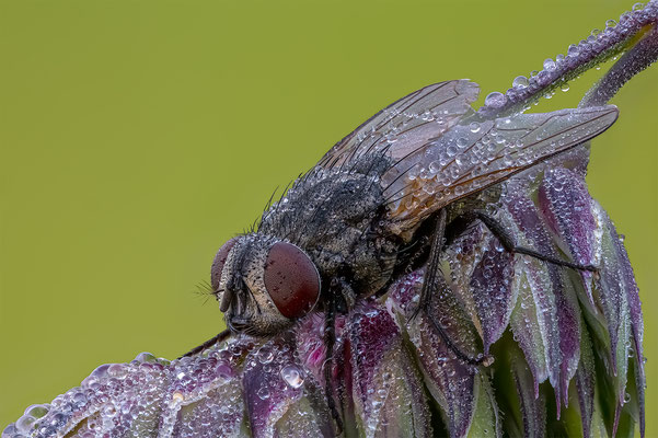 Fliege, ABM3:1, momente-der-schoepfung.ch