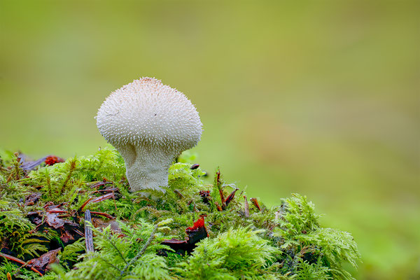 Flaschenbovist, momente-der schoepfung.ch