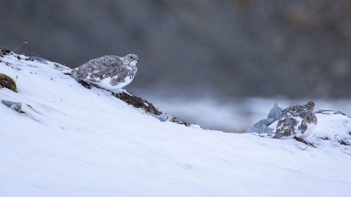 Alpenscheehuhn, momente-der-schoepfung.ch