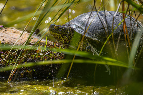Europä. Schumpfschildkröte, momente-der-schoepfung.ch