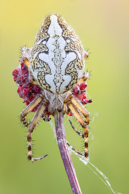 Eichblatt Spinne, ABM 1:1 momente-der-schoepfung.ch